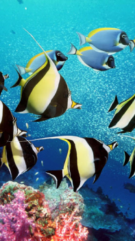 Acuario Fondos Animados