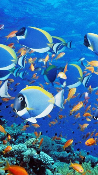Acuario Fondos Animados
