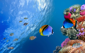 Acuario Fondos Animados