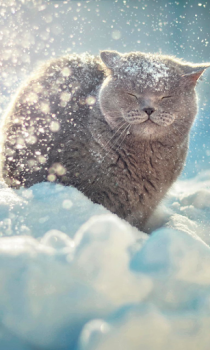 Descargar Falling Snow Live Wallpaper (fondo vivo) Personalización para Android captura de pantalla 3
