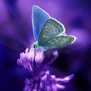 Descargar  Fondos Animados de Mariposas