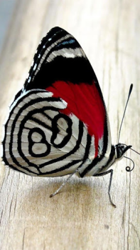 Descargar Fondos Animados de Mariposas Personalización para Android captura de pantalla 2