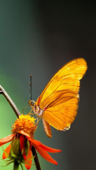 Descargar Fondos Animados de Mariposas Personalización para Android captura de pantalla 4