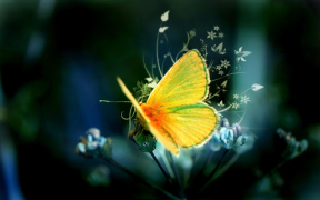 Descargar Fondos Animados de Mariposas Personalización para Android captura de pantalla 6