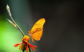 Descargar Fondos Animados de Mariposas Personalización para Android captura de pantalla 7