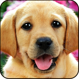 Logotipo Find a Dog 2 - Hidden Object