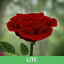 Descargar  3D Rose Live Wallpaper Lite