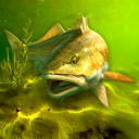 Descargar My Fishing World