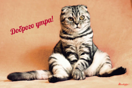 Descargar Прикольные с добрым утром Entretenimiento para Android captura de pantalla 3